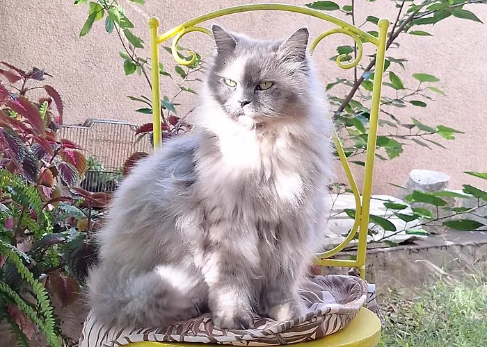 Apartmán Marica & Comfortable 1 Bedroom & Old View